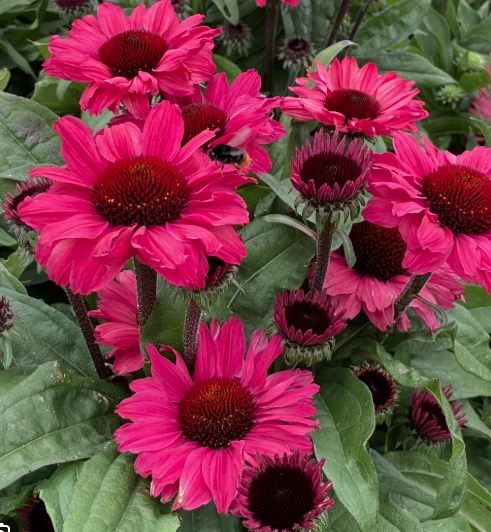 Echinacea SunSeekers Sweet Fuchsia - Kasvirág D14