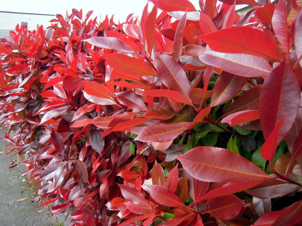 Photinia fraseri Carre Rouge -  Korallberkenye K2 30/50