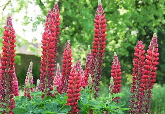 Lupinus My Castle- Csillagfürt CS17