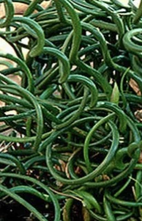 Juncus effusus Spiralis – Csavart szittyó CS9