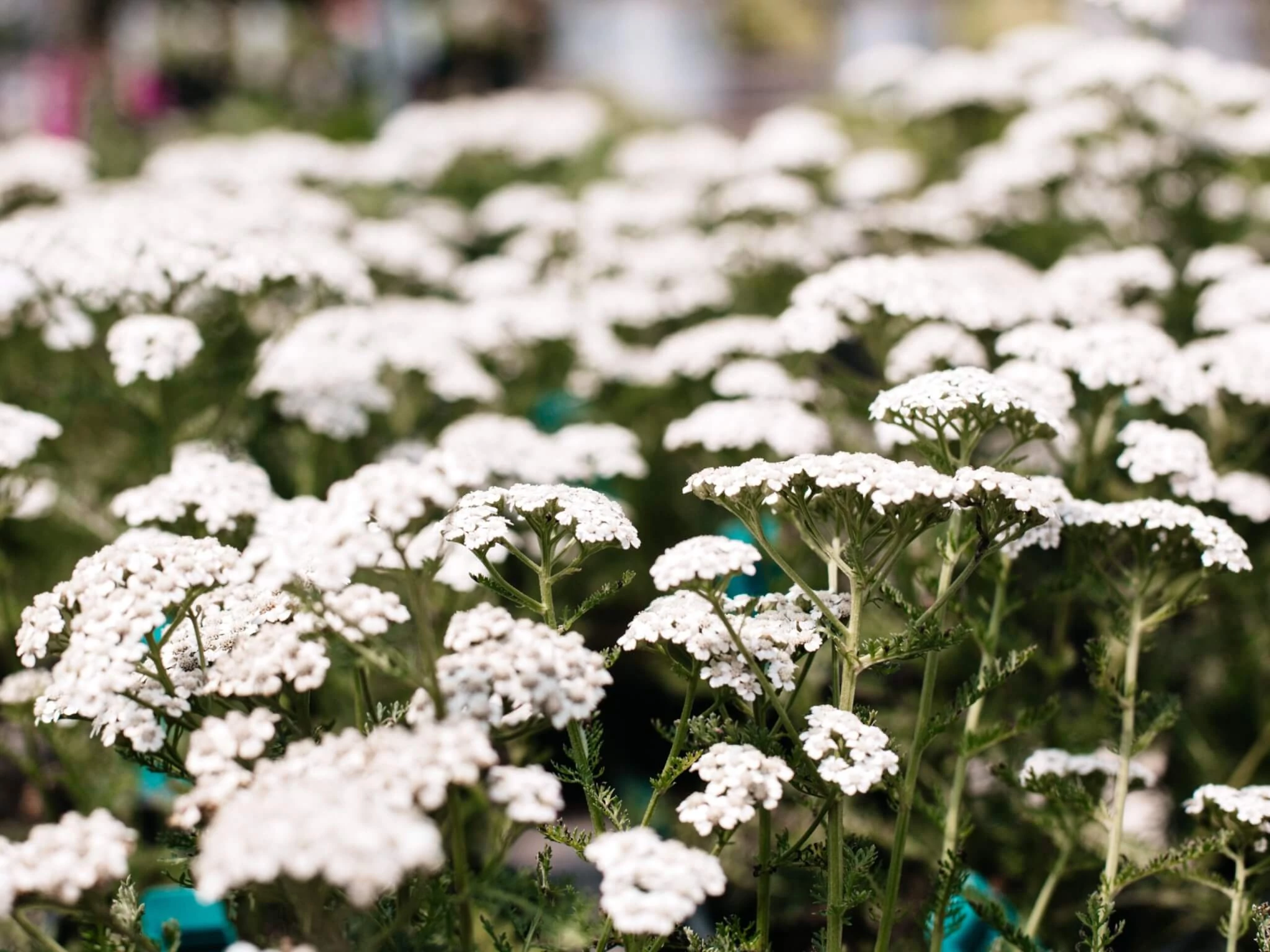 Achillea millefolium Schneetaler - Cickafark Cs14