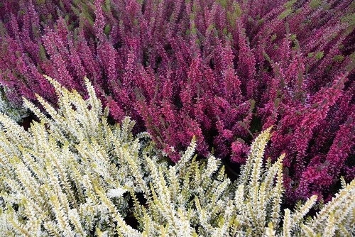 Calluna - Csarab Cs10