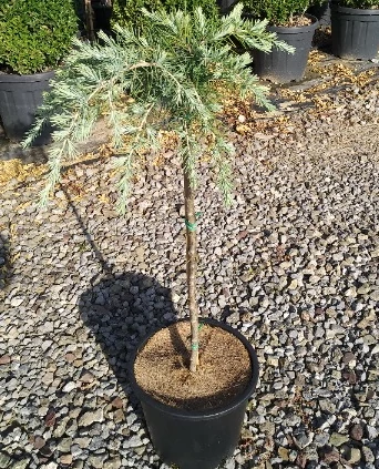 Cedrus deodara 'Feelin' Blue'  - Kék terülő himalájai cédrus T1/4 CLT9
