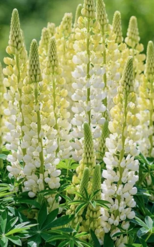 Lupinus Chandelier - Csillagfürt Cs14