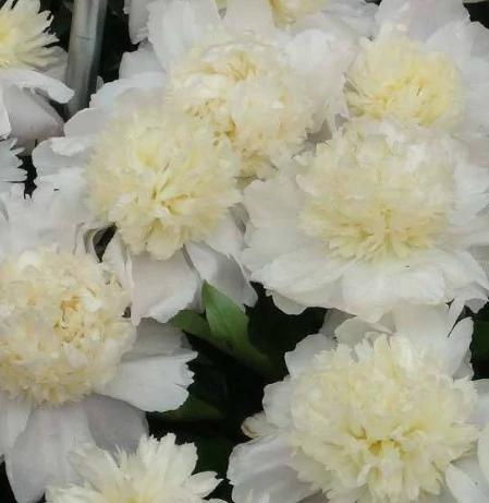 Paeonia lactifora 'Charlie's White' - Bazsarózsa 3l