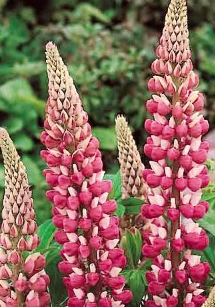 Lupinus The Chatelaine - Csillagfürt Cs14