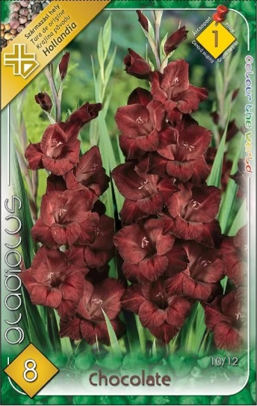 Kardvirág Gladiolus Chocolate 10db/cs 	 