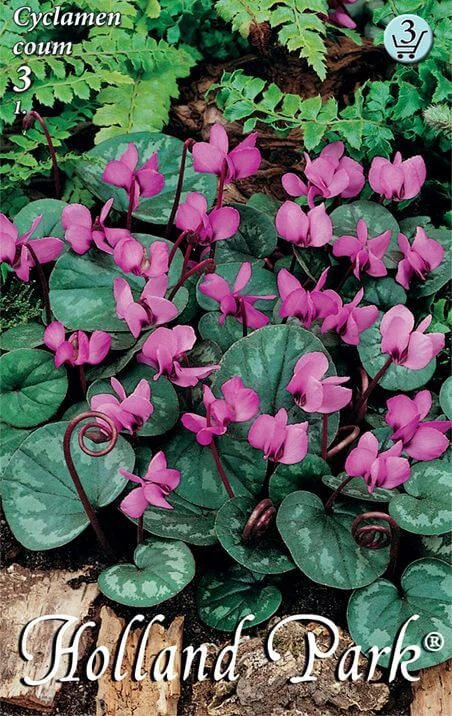 Cyclamen Coum 3 db