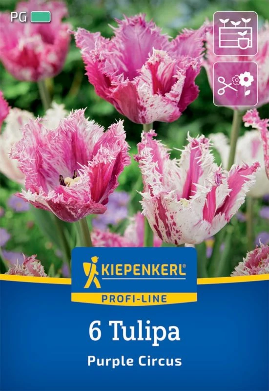 Kiepenkerl Purple Circus rojtos tulipán virághagymák 6 db
