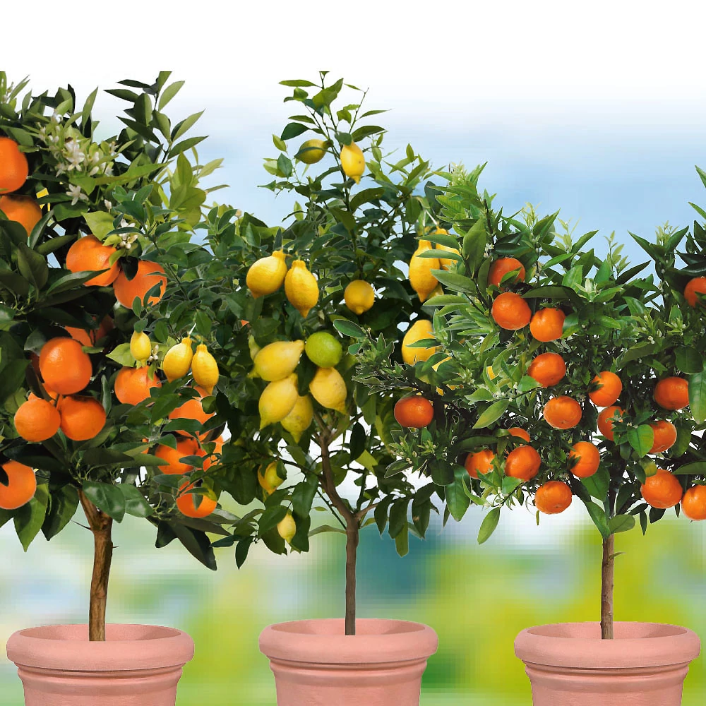 Citrus MIX alacsony törzsre oltott K2/5