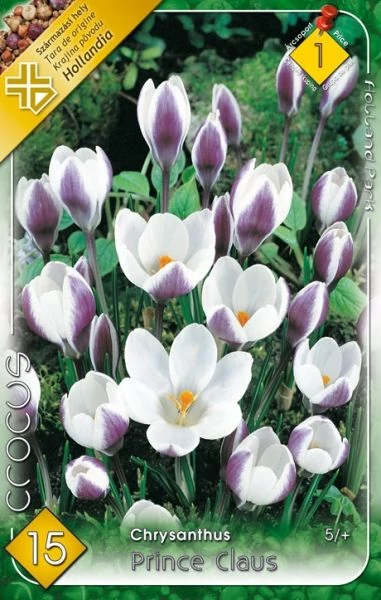 crocus virághagyma 10-db-os Prince Claus