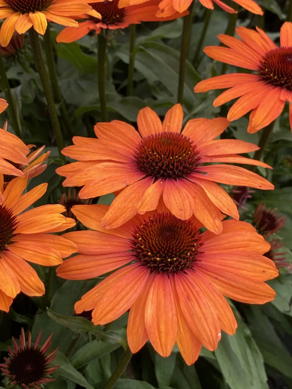 Echinacea 'Sunseekers Clementine' - Kasvirág Cs15