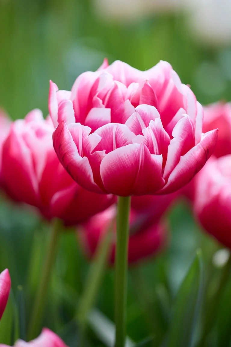 Jub Columbus tulipán virághagyma 7db/cs