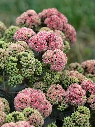 Sedum Coraljade Varjúháj D14