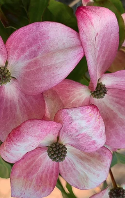 Cornus mas 'Bolestraszycki' – Húsos som 40-60