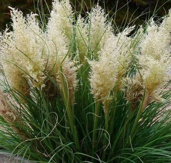 Cortaderia selloana Tiny pampa Day1 - Törpe pampafű 20-40 C3