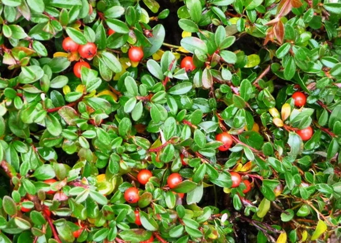 Cotoneaster suecicus 'Skogholm' - Svéd madárbirs 40/60