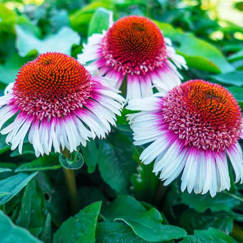 Echinacea Strawberry and Cream - Kasvirág Cs14