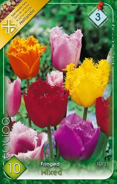 Tulipán virághagyma 10-db-os fringed mix