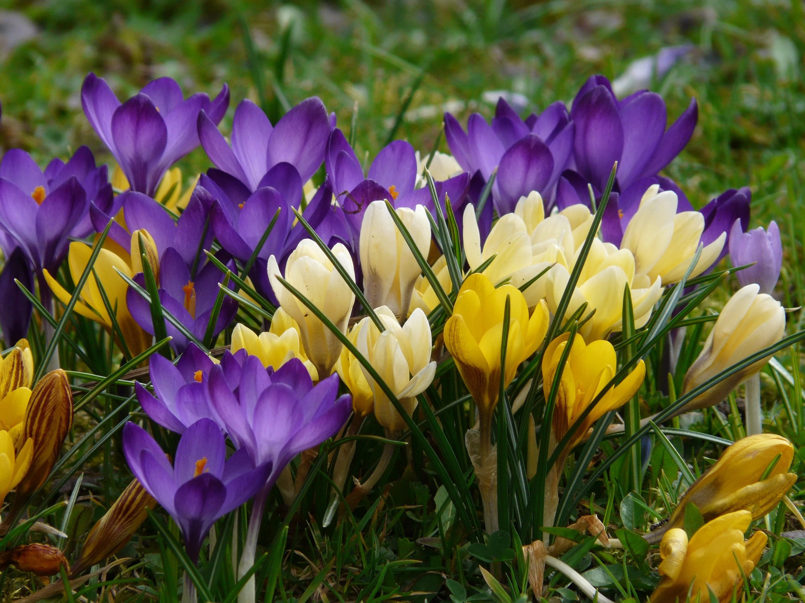 Crocus virághagyma  10-db Botanical Mixed