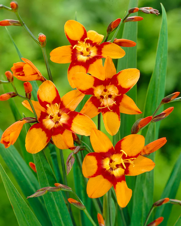 Jub Crocosmia Emily Mckenzie - Sáfrányfű 10 db