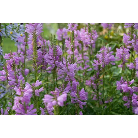 Physostegia Virginiana Chrystal Peak Rose - Füzérajak  Cs9