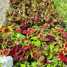 Coleus díszcsalán CS7