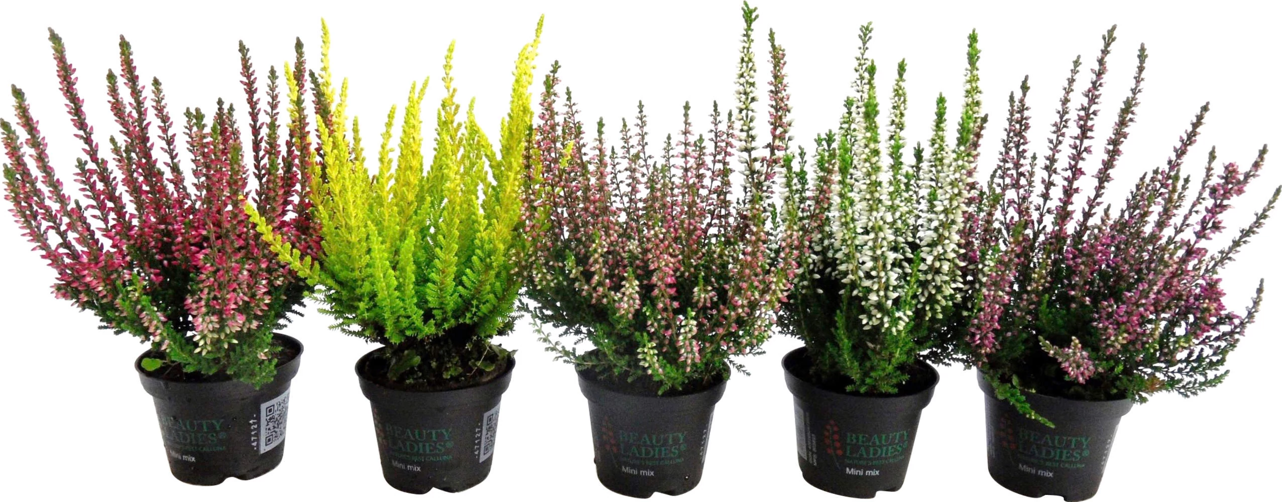 Calluna - Csarab kicsi