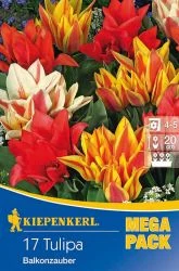 Kiepenkerl Tulipa Balkonzauber Mix csokros tulipán virághagymák 10db