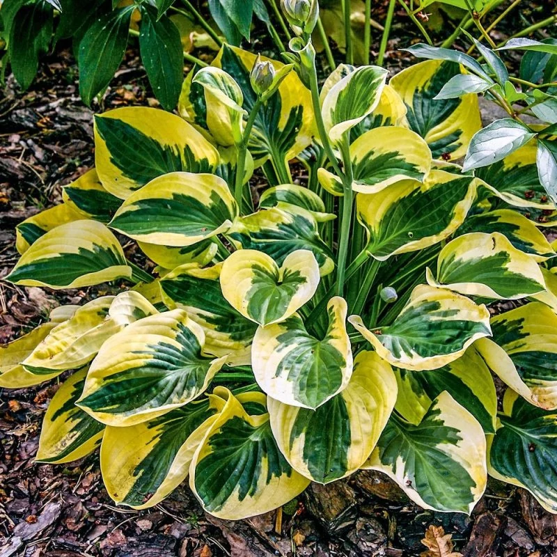 Hosta Brim Cup- Árnyékliliom CS14