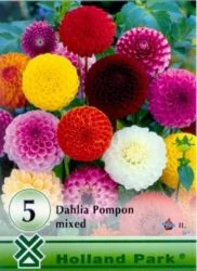 Dália gumó pompom mix 5-db