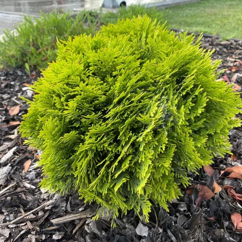 Thuja occidentalis Danica Törpe gömb tuja 20/30