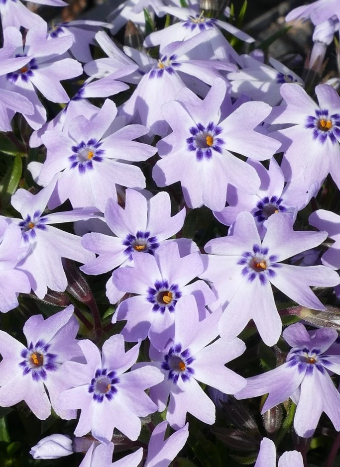 Phlox subulata Fabulous Blue Dark Center Árlevelű lángvirág D14
