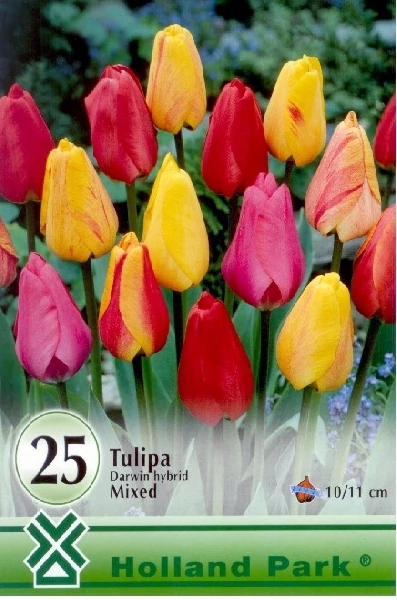 Tulipán virághagyma 25-db-os darwin mixed