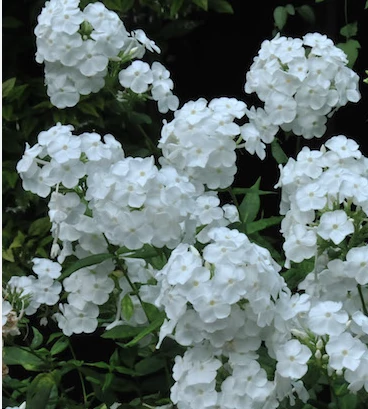 Phlox paniculata David - Bugás lángvirág D14