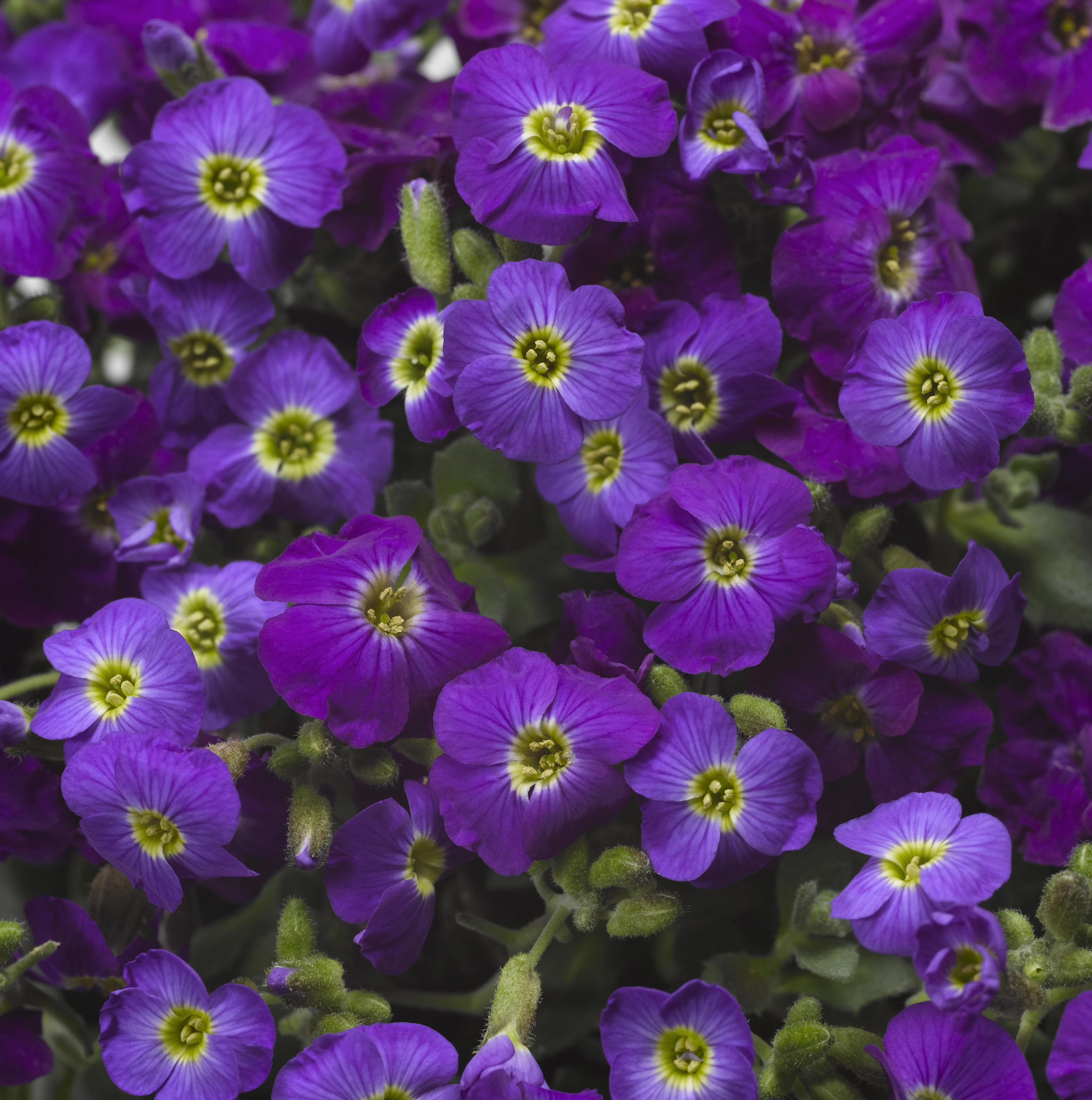 Aubrieta hybrida 'Axcent Violet with Eye' - Ibolya színű kerti pázsitviola