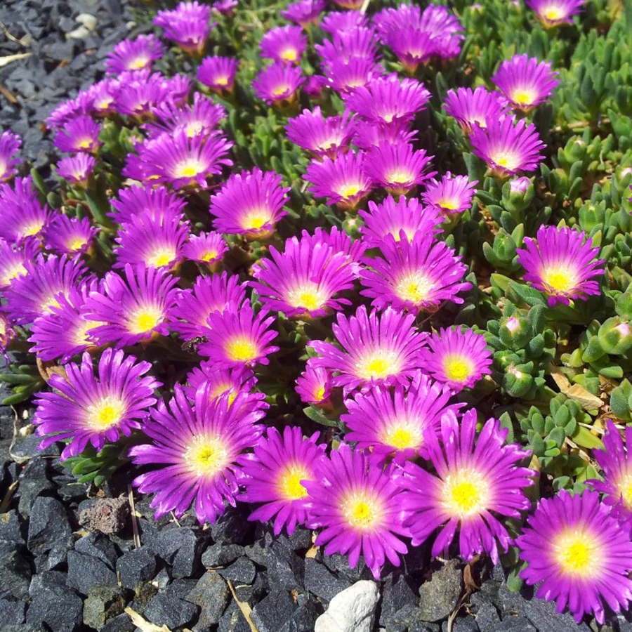 Delosperma obtusum Sani Pass - Kristályvirág Cs10,5