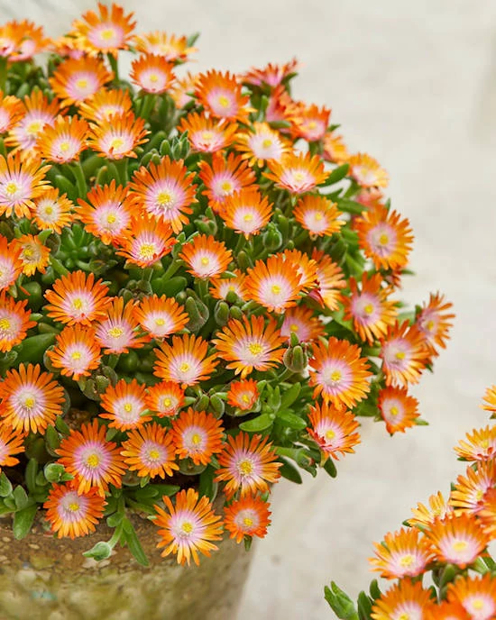 Delosperma cooperi Ice Cream Orange - Kristályvirág CS14