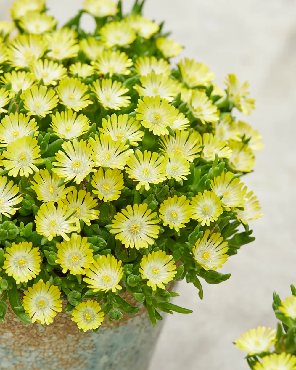 Delosperma cooperi Ice Cream Yellow - Kristályvirág CS14