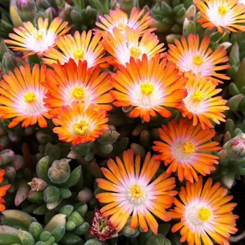Delosperma Jewel of Desert Topaz - Kristályvirág Cs10,5