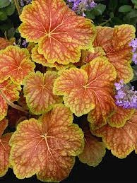 Heuchera - Delta Dawn Cs14