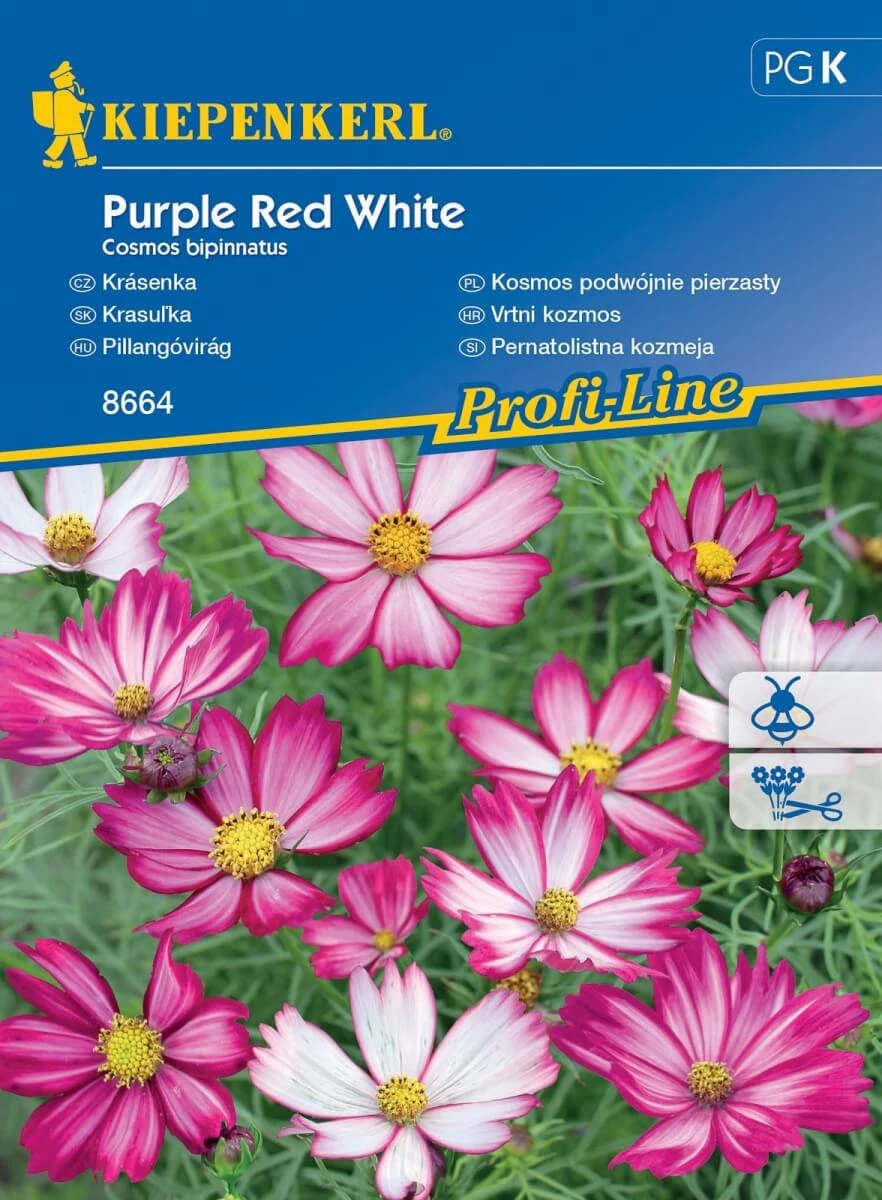 Kiepenkerl Purple Red White pillangóvirág vetőmag