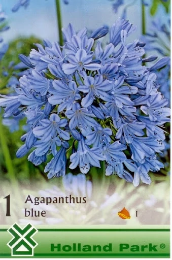 Szerelem Virág agapanthus Kék