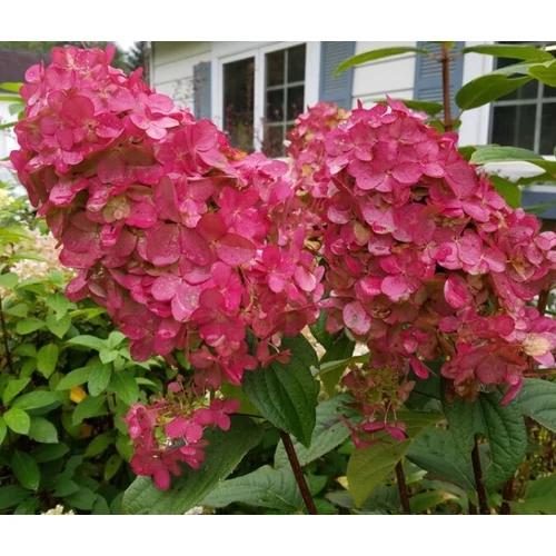 Hydrangea paniculata Pink Diamond Kerti hortenzia K2L 20/40