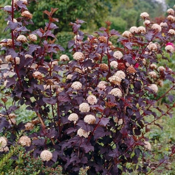 Physocarpus opulifolius Diabolo bangitalevelű hólyagvessző K5L 60/80