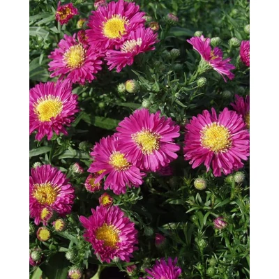 Aster dumosus Purple Diamond - Törpe őszirózsa Cs14