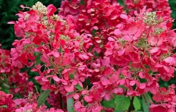 Hydrangea paniculata Diamant rouge 'Rendia' - Bugás hortenzia K2L 10-20