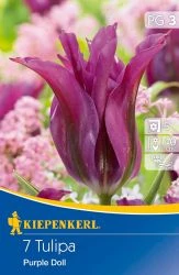 Kiepenkerl Purple Doll tulipán virághagymák 7 db