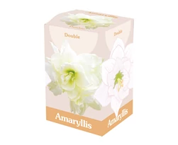 Jub HollandAmaryllis virághagyma 1-db Double White dobozban