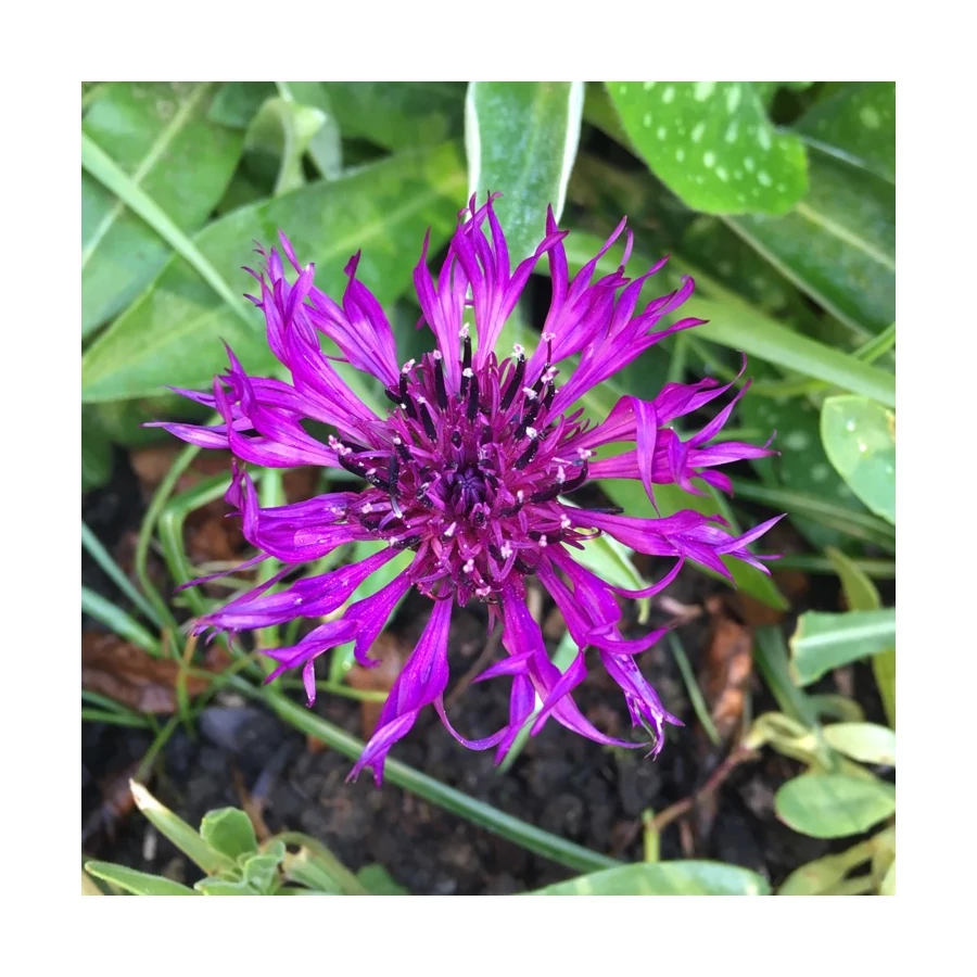 Centaurea montana Amethyst Dream Hegyi imola Cs14
